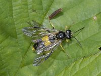 Tenthredo maculata #01765 : Tenthredo maculata, female