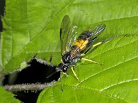 Tenthredo maculata #01766 : Tenthredo maculata, female