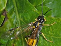 Tenthredo maculata 5, Saxifraga-Ab H Baas