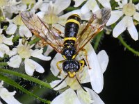 Tenthredo marginella cf thompsoni