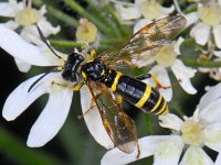 Tenthredo marginella cf thompsoni 2, Saxifraga-Ab H Baas