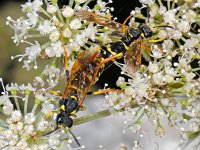 Tenthredo omissa 2, Saxifraga-Ab H Baas