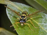 Tenthredo scrophulariae 2, Helmkruidbladwesp, Saxifraga-Ab H Baas