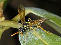 Tenthredo scrophulariae 3, Helmkruidbladwesp, Saxifraga-Ab H Baas