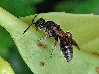 Tiphia femorata 4, Gewone keverdoder, Saxifraga-Ab H Baas