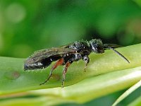 Tiphia femorata 6, Gewone keverdoder, Saxifraga-Ab H Baas