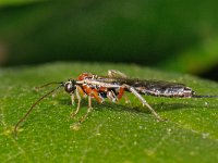 Tromatobia lineatoria 2, Saxifraga-Ab H Baas