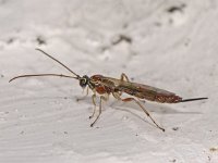 Tromatobia sp