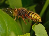 Vespa crabro 11, Hoornaar, Saxifraga-Ab H Baas