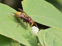 Vespa crabro 16, Hoornaar, Saxifraga-Tom Heijnen