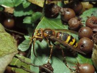 Vespa crabro 2, Hoornaar, Saxifraga-Pieter van Breugel