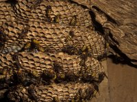 Vespa crabro 3, Hoornaar, nest, Saxifraga-Pieter van Breugel