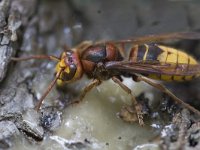 Vespa crabro 6, Hoornaar, Saxifraga-Mark Zekhuis