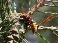 Vespa crabro 8, Hoornaar, Saxifraga-Peter Meininger