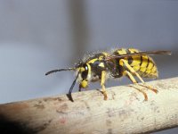 Vespula germanica 3, Duitse wesp, queen, Saxifraga-Pieter van Breugel