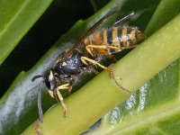 Vespula rufa 01 #03195 : Vespula rufa, Red Wasp, Rode wesp, male