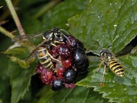 Vespula rufa 02 #03406 : Vespula rufa, Red Wasp, Rode wesp