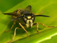 Vespula vulgaris 11, Gewone wesp, Saxifraga-Ab H Baas