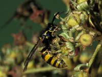 Vespula vulgaris 2, Gewone wesp, Saxifraga-Frits Bink