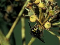 Vespula vulgaris 5, Gewone wesp, Saxifraga-Frits Bink