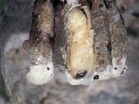 Vespula vulgaris 7, Gewone wesp, nest with opened cocoon, Saxifraga-Frits Bink