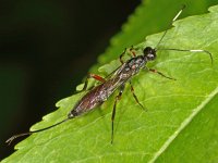 Xorides