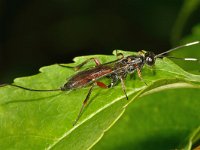 Xorides sp 2, Saxifraga-Ab H Baas