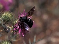 Xylocopa violacea