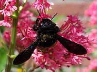 Xylocopa violacea 2, Blauwzwarte houtbij, Saxifraga-Ben Delbaere