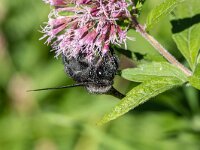 Xylocopa violacea 4, Blauwzwarte houtbij, Saxifraga-Bart Heijne : 2024, Haute Languedoc, Hymenoptera, Nages, Xylocopa violacea, blauwzwarte houtbij, camping La Canal, herfst, insect, september, vakantie, wilde bij