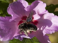 Xylocopa violacea 6, Blauwzwarte houtbij, Saxifraga-Jan Nijendijk