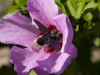 Xylocopa violacea 7, Blauwzwarte houtbij, Saxifraga-Jan Nijendijk