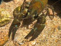 European broad-fingered Crayfish  European Noble Crayfish (Astacus astacus) in its Natural Habitat : Astacus, Astacus astacus, Edible, animal, antenna, aquarium, aquatic, bottom, broad fingered crayfish, broad-fingered, claw, closeup, cover, crab, crawfish, crayfish, crustacea, crustacean, ecology, environment, europe, european, eye, fauna, fish, food, france, french, fresh, freshwater, habitat, invertebrate, lake, live, lobster, macro, marine, muddy, natural, nature, noble crayfish, one, pond, prawn, raw, river, summer, water, wild, wildlife