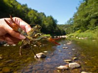 European broad-fingered Crayfish  European Noble Crayfish (Astacus astacus) in its Natural Habitat : Astacus, Astacus astacus, Edible, animal, antenna, aquatic, bottom, broad fingered crayfish, broad-fingered, catch, claw, closeup, cought, cover, crab, crawfish, crayfish, crustacea, crustacean, ecology, environment, europe, european, eye, fauna, fish, food, france, french, fresh, freshwater, habitat, hand, invertebrate, lake, live, lobster, macro, marine, muddy, natural, nature, noble crayfish, prawn, raw, river, summer, water, wild, wildlife