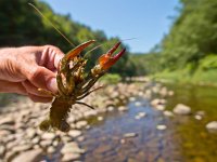 European broad-fingered Crayfish  European Noble Crayfish (Astacus astacus) in its Natural Habitat : Astacus, Astacus astacus, Edible, animal, antenna, aquatic, bottom, broad fingered crayfish, broad-fingered, catch, claw, closeup, cought, cover, crab, crawfish, crayfish, crustacea, crustacean, ecology, environment, europe, european, eye, fauna, fish, food, france, french, fresh, freshwater, habitat, hand, invertebrate, lake, live, lobster, macro, marine, muddy, natural, nature, noble crayfish, prawn, raw, river, summer, water, wild, wildlife