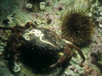 Carcinus maenas 10, Strandkrab, Saxifraga-Eric Gibcus