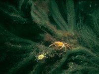 Carcinus maenas 12, Strandkrab, Saxifraga-Eric Gibcus