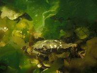 Carcinus maenas 18, Strandkrab, Saxifraga-Eric Gibcus