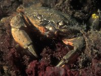 Carcinus maenas 19, Strandkrab, Saxifraga-Eric Gibcus