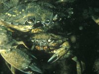 Carcinus maenas 22, Strandkrab, Saxifraga-Eric Gibcus