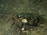 Carcinus maenas 29, Strandkrab, Saxifraga-Eric Gibcus