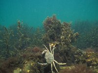 Carcinus maenas 30, Strandkrab, Saxifraga-Eric Gibcus