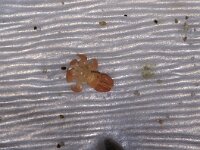 Cyamidae sp