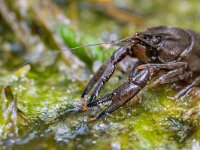 Faxonius limosus