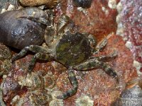 Hemigrapsus sanguineus 2, Blaasjeskrab, Foto Fitis-Sytske Dijksen