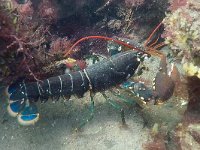 Homarus gammarus 11, Europese zeekreeft, Saxifraga-Tom Heijnen