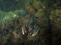 Homarus gammarus 8, Europese zeekreeft, Saxifraga-Eric Gibcus