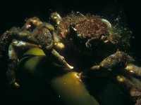 Hyas araneus 3, Gewone spinkrab, Saxifraga-Eric Gibcus