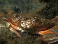 Liocarcinus arcuatus 2, Gewimperde zwemkrab, Saxifraga-Eric Gibcus