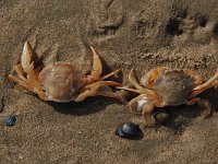 Liocarcinus holsatus 4, Gewone zwemkrab, Saxifraga-Willem van Kruijsbergen